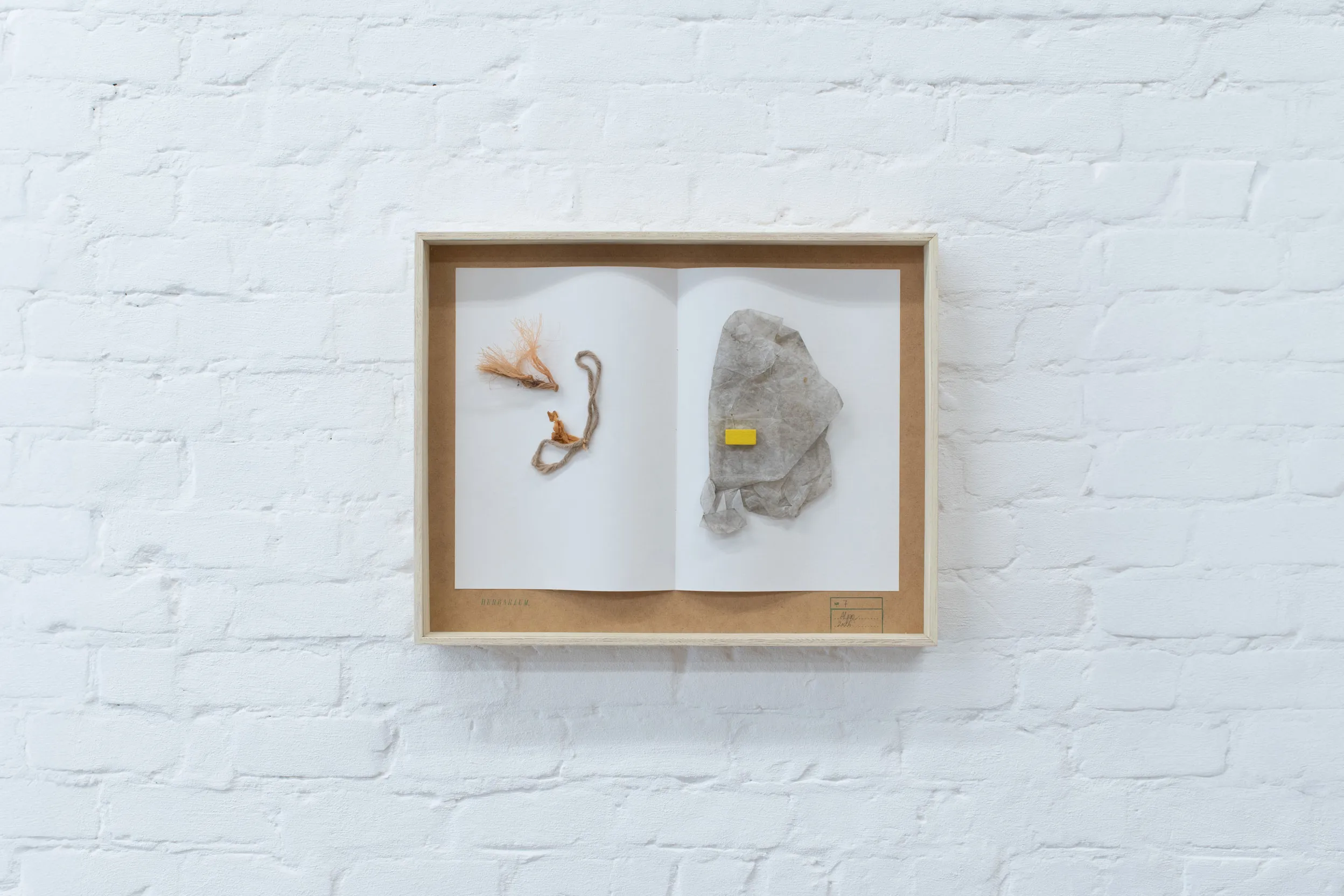 herbarium:algæ — installation view 9