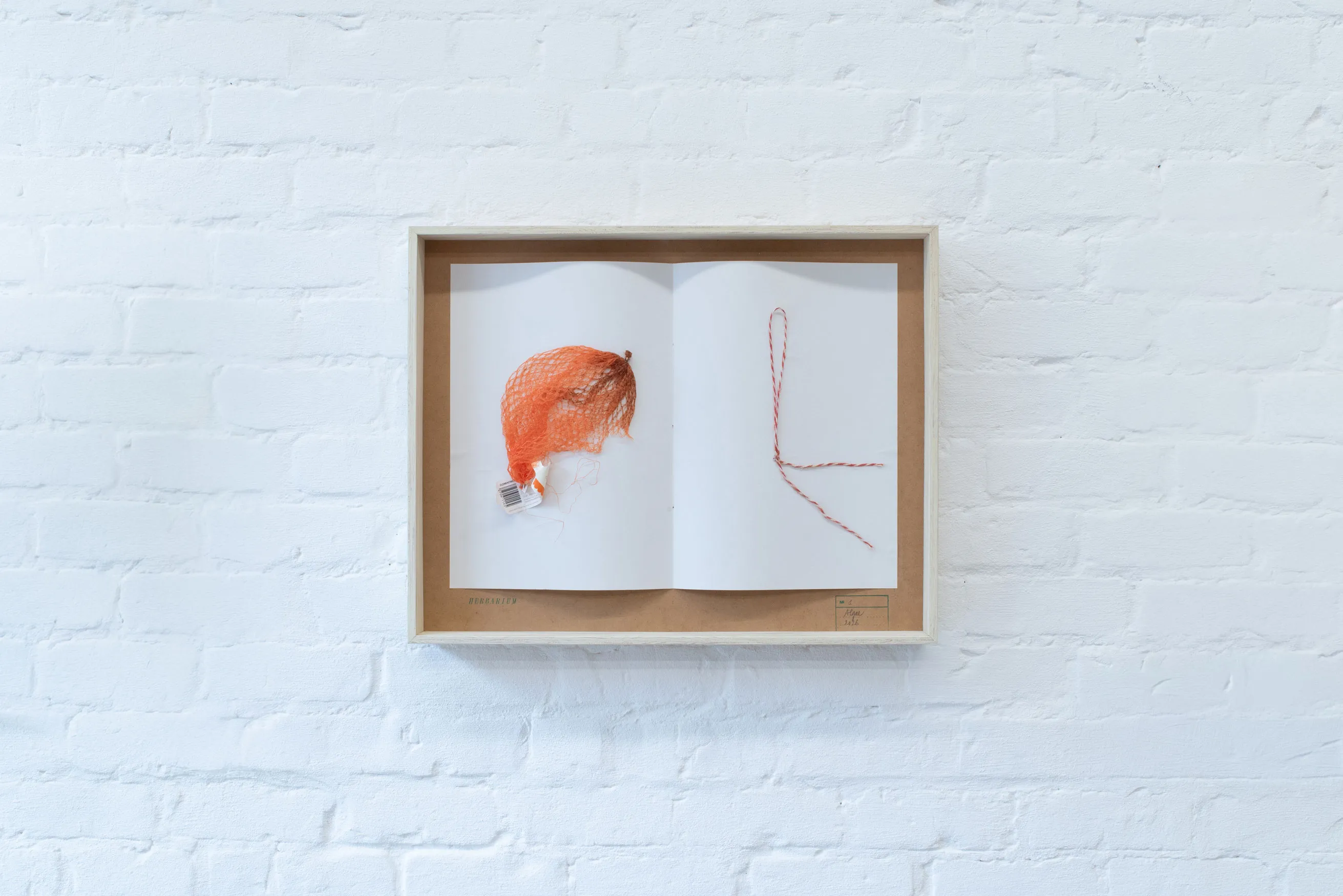 herbarium:algæ — installation view 11