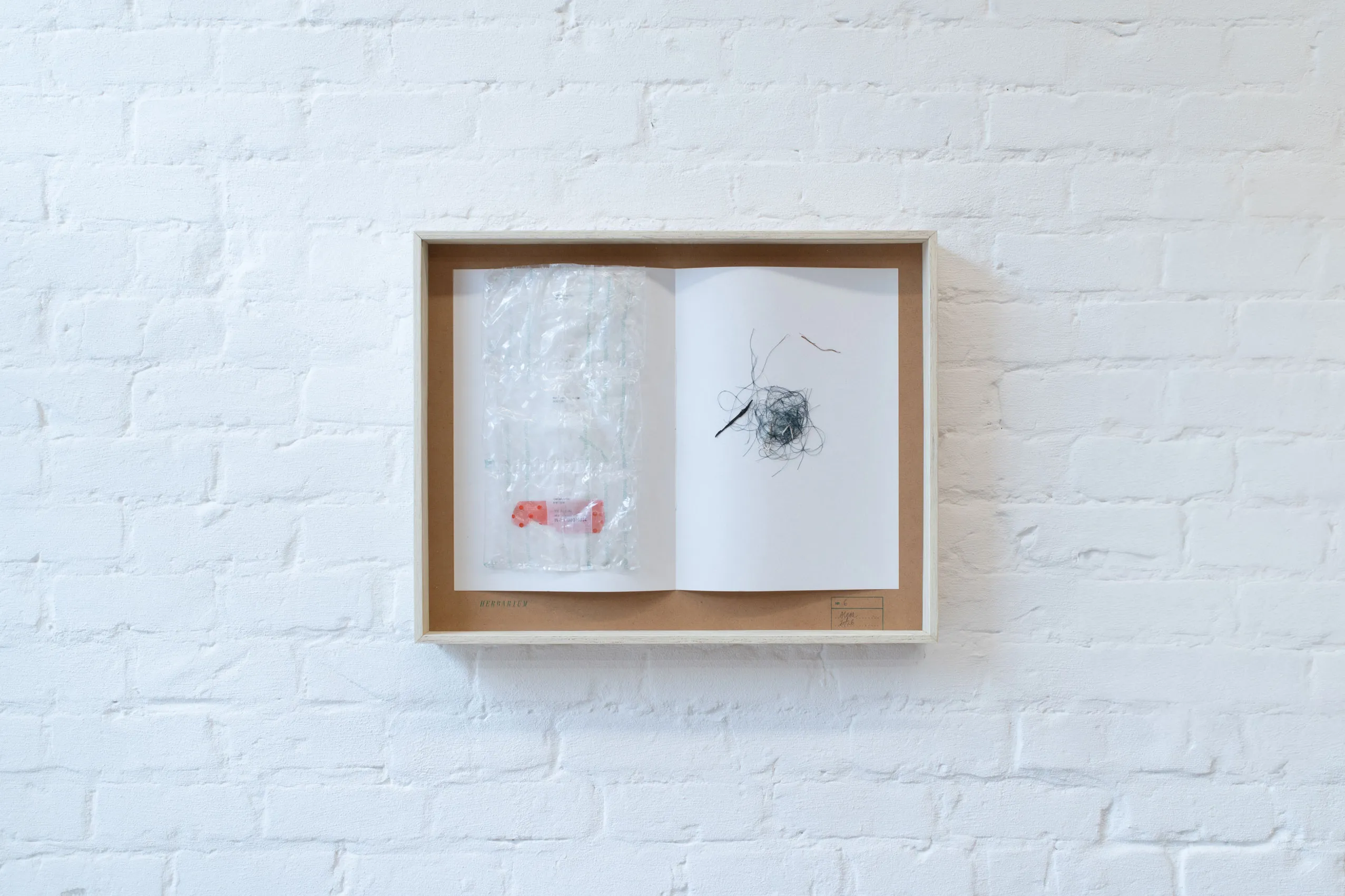 herbarium:algæ — installation view 12